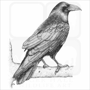 Common Raven