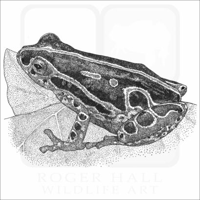 Common Reed Frog