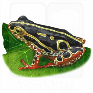 Common Reed Frog illustration