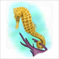 Common Seahorse illustration