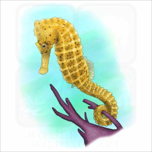 Common Seahorse illustration