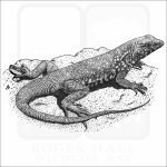 Common Side-Blotched Lizard