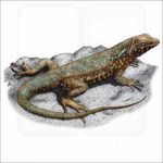 Common Side-Blotched Lizard illustration