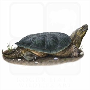 Common Snapping Turtle illustration