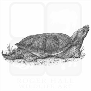 Common Snapping Turtle