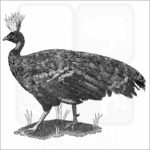 Congo Peafowl