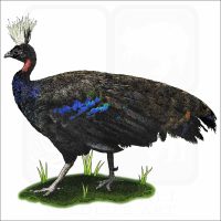 Congo Peafowl illustration