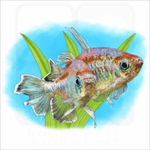 Congo Tetras illustration