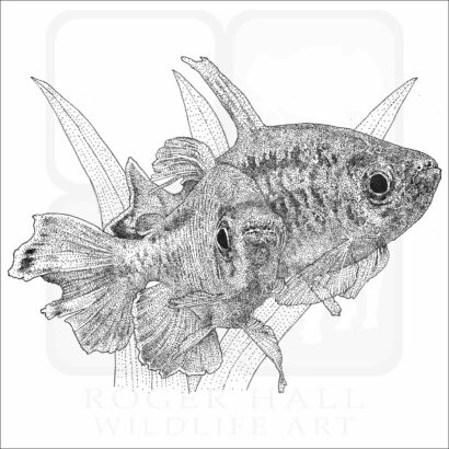 Congo Tetras