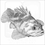 Copper Rockfish