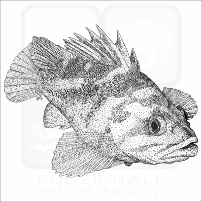 Copper Rockfish