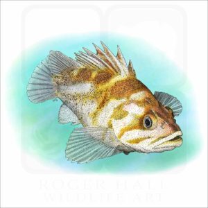 Copper Rockfish illustration