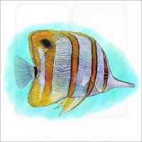 Copperband Butterflyfish illustration