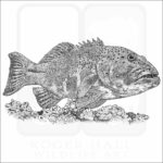 Coral Trout