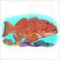 Coral Trout illustration