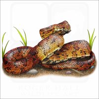 Corn Snake illustration