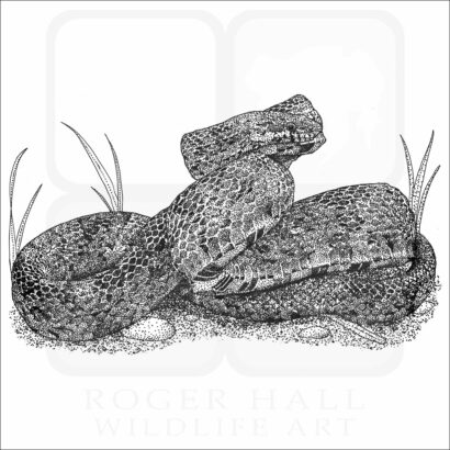 Corn Snake