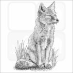 Corsac Fox