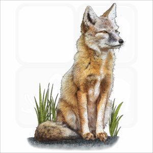 Corsac Fox illustration