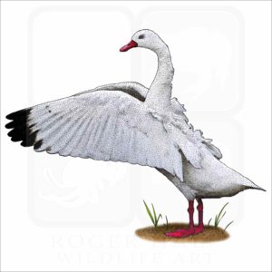 Coscoroba Swan illustration