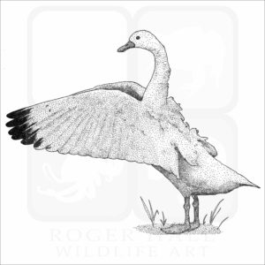 Coscoroba Swan