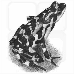 Costa Rican Variable Harlequin Toad