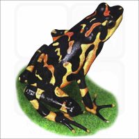 Costa Rican Variable Harlequin Toad illustration