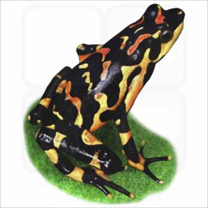 Costa Rican Variable Harlequin Toad illustration