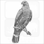 Crane Hawk - Signed Fine Art Print - Image 2