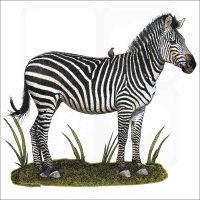 Crawshay's Zebra illustration