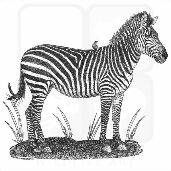 Crawshay's Zebra