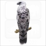 Crested Eagle illustration