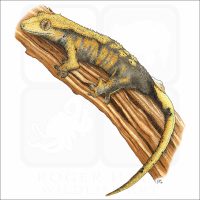 Crested Gecko illustration