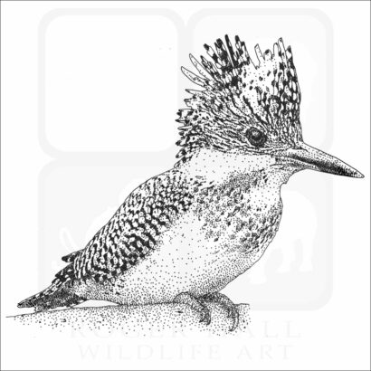 Crested Kingfisher