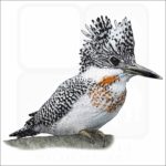 Crested Kingfisher illustration