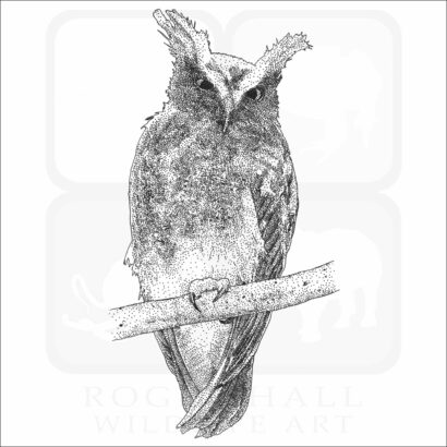 Crested Owl