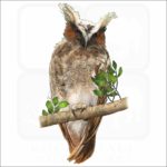 Crested Owl illustration