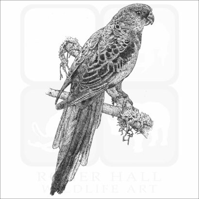 Crimson Rosella