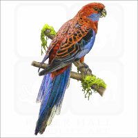 Crimson Rosella illustration