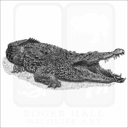 Cuban Crocodile