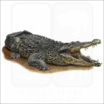 Cuban Crocodile illustration