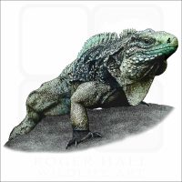 Cuban Iguana Illustration