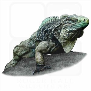 Cuban Iguana Illustration