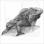 Cuban Iguana
