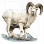 Dall Sheep illustration