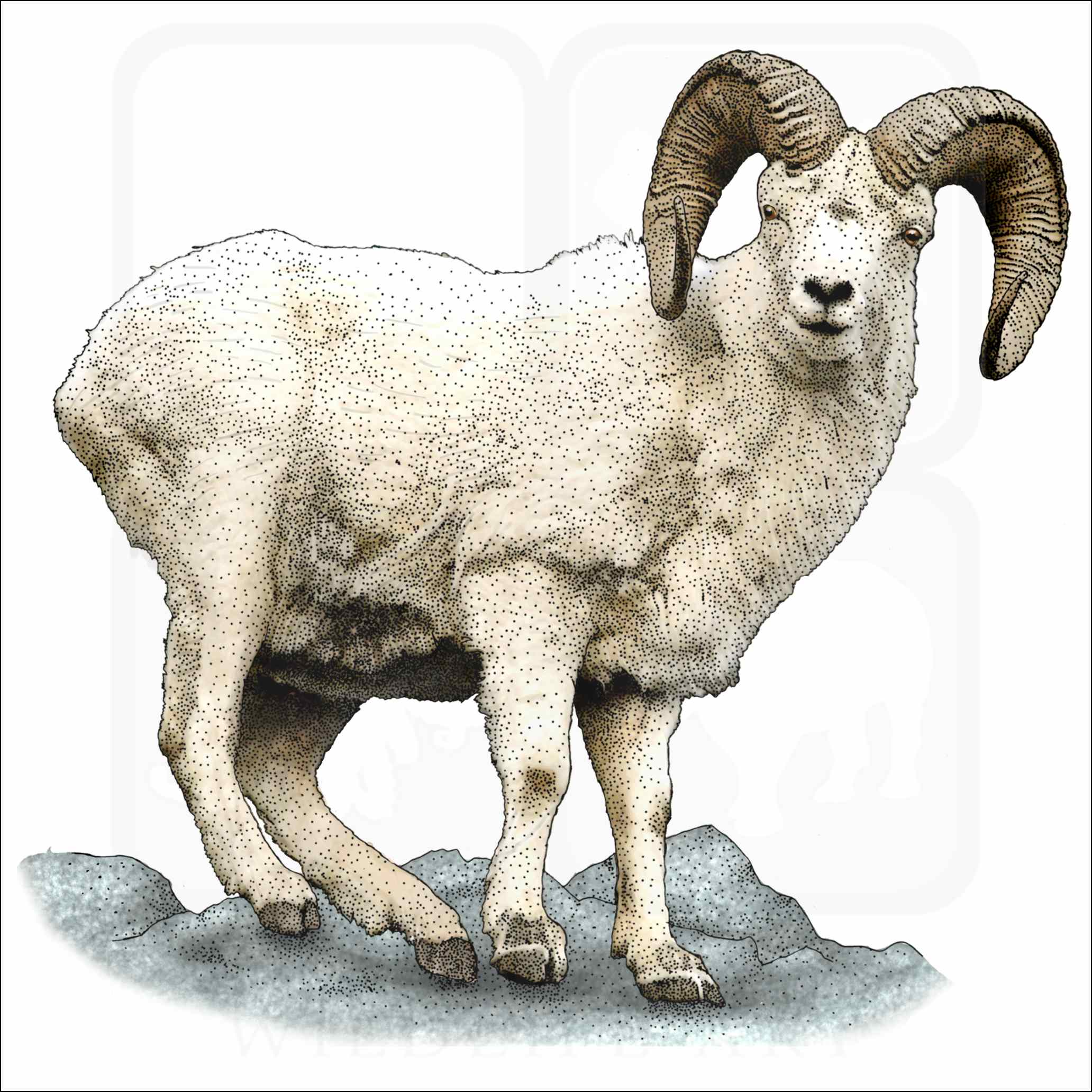 Dall Sheep Dall Sheep illustration