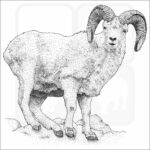 Dall Sheep