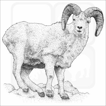 Dall Sheep