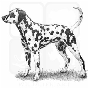dalmatian