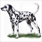 Dalmatian illustration